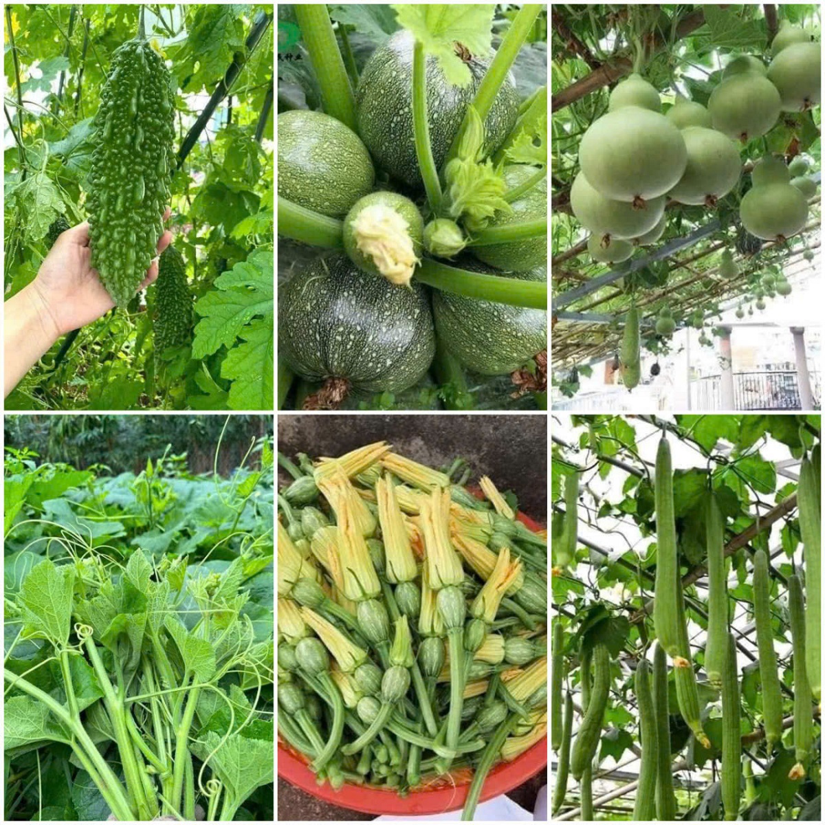 COMBO HẠT GIỐNG 8 LOẠI BẦU – BÍ – MƯỚP DỄ TRỒNG TỶ LỆ NẢY MẦM CAO – SIÊU SAI TRÁI – DỄ CHĂM SÓC