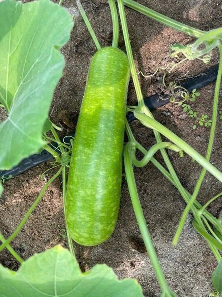 Hạt giống bầu sao trái dài năng suất cao