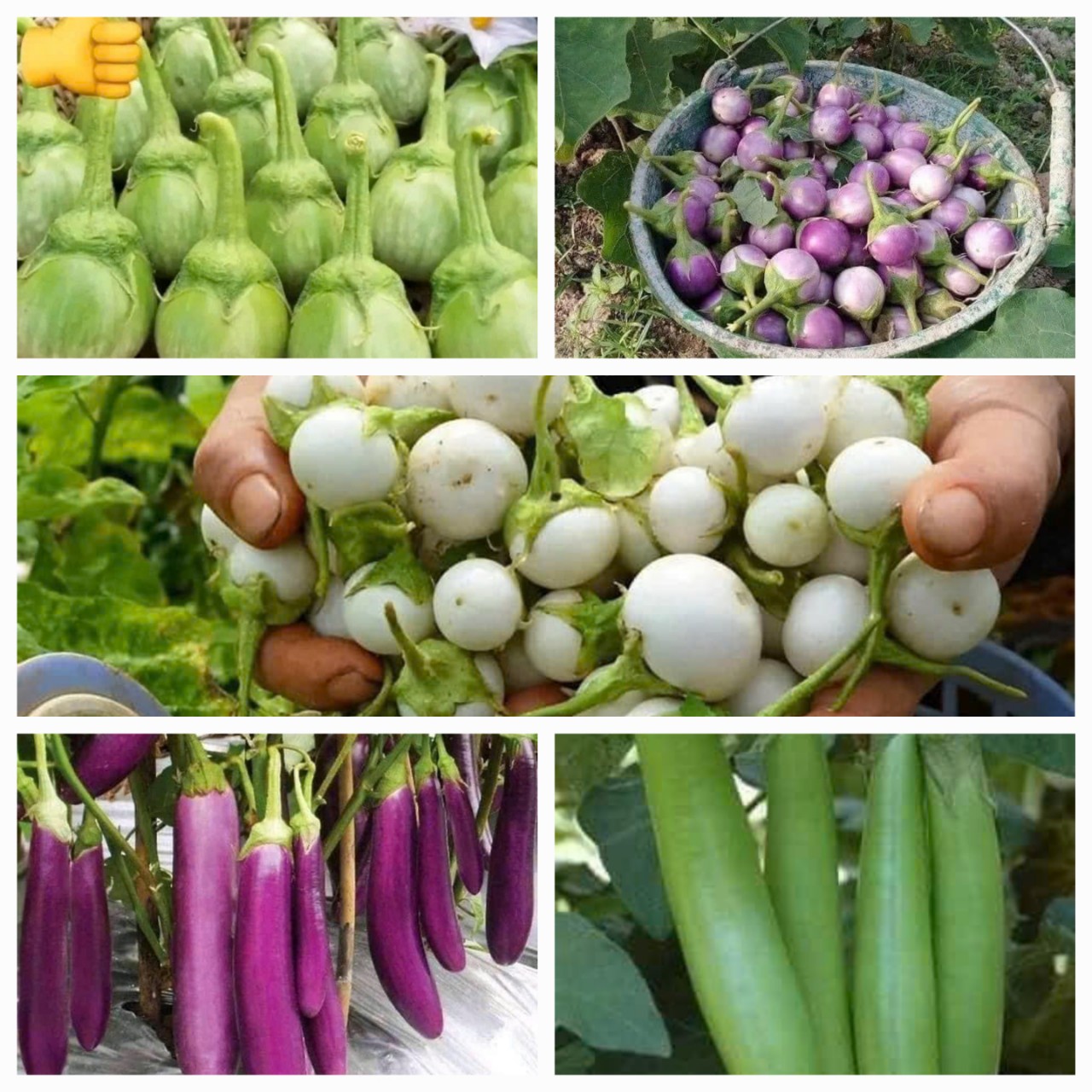 Combo hạt giống 5 loại cà gồm; Cà pháo Thái lan, Cà Pháo tím, Cà pháo trắng, cà dừa xanh, cà dừa tím