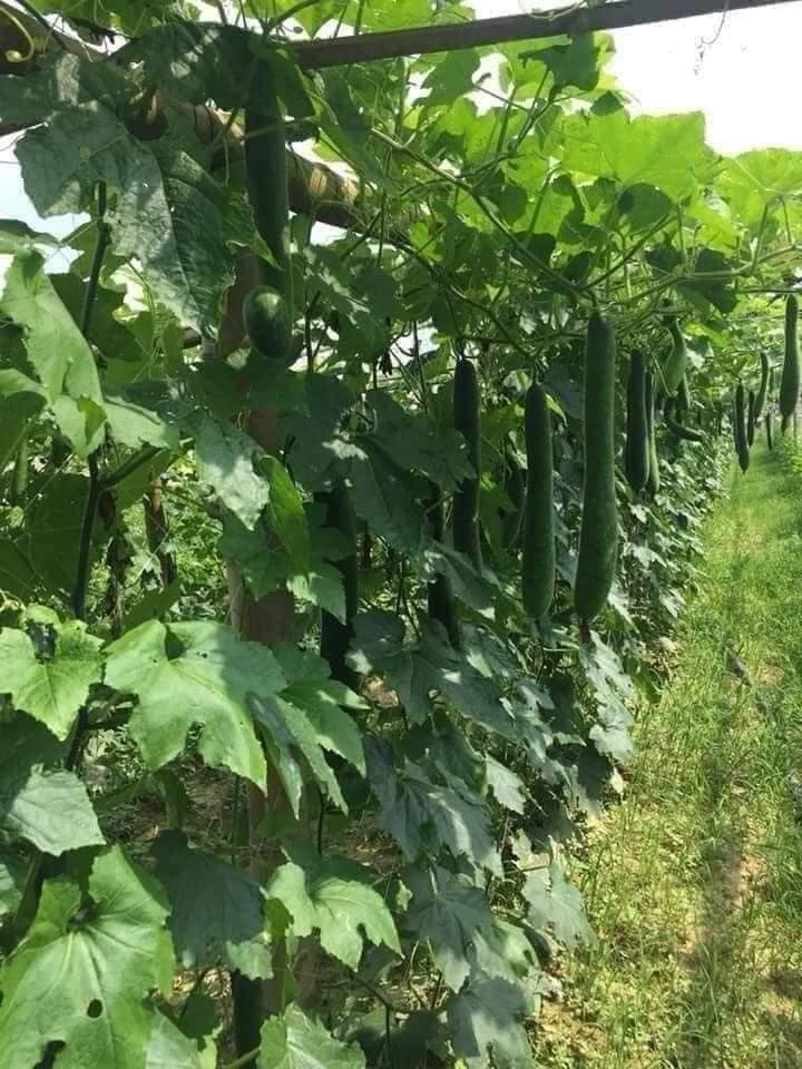 COMBO HẠT GIỐNG 8 LOẠI BẦU – BÍ – MƯỚP DỄ TRỒNG TỶ LỆ NẢY MẦM CAO – SIÊU SAI TRÁI – DỄ CHĂM SÓC