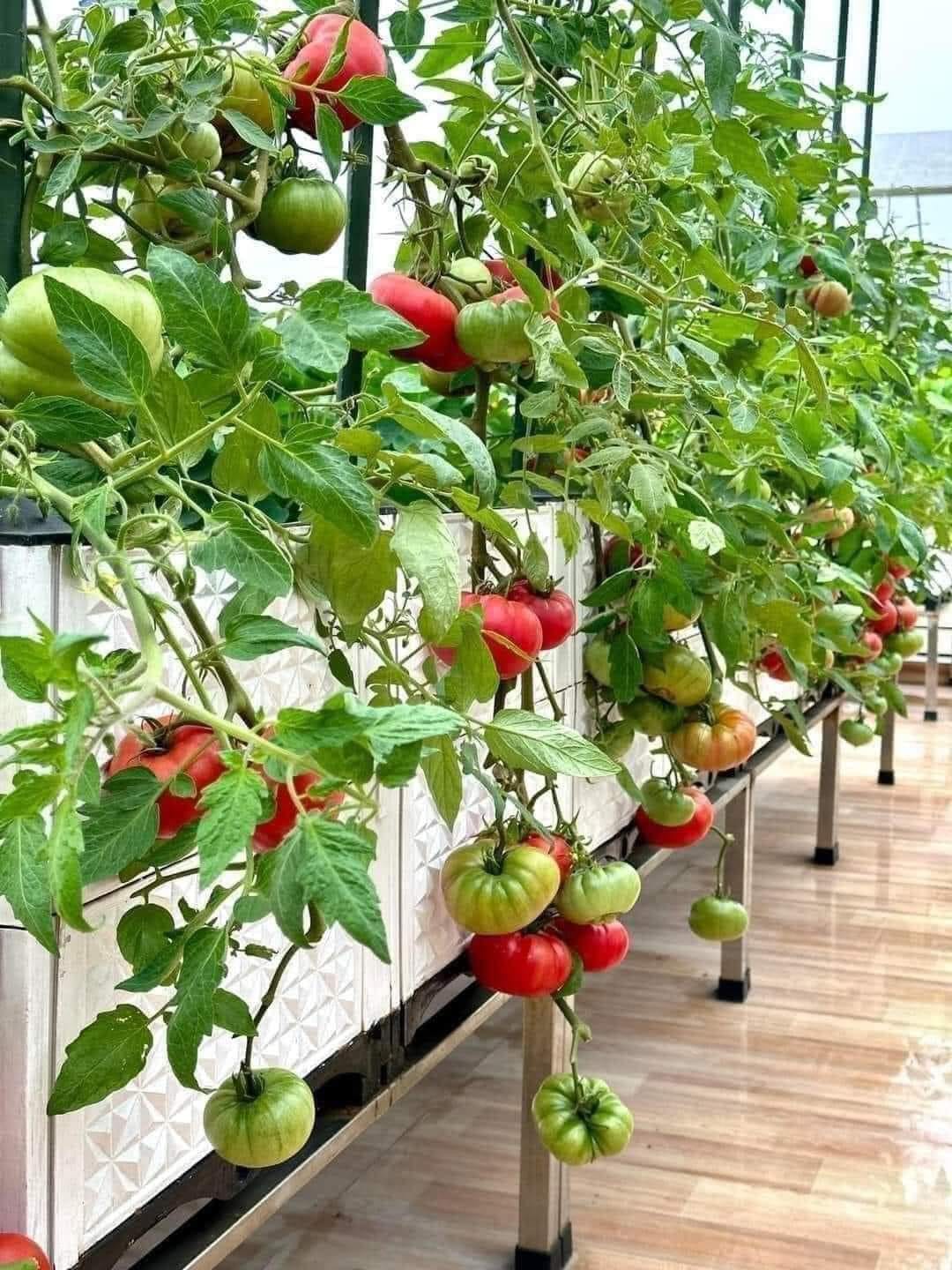 Hạt giống cà chua bí Khía chịu nhiêt gói 20 hạt