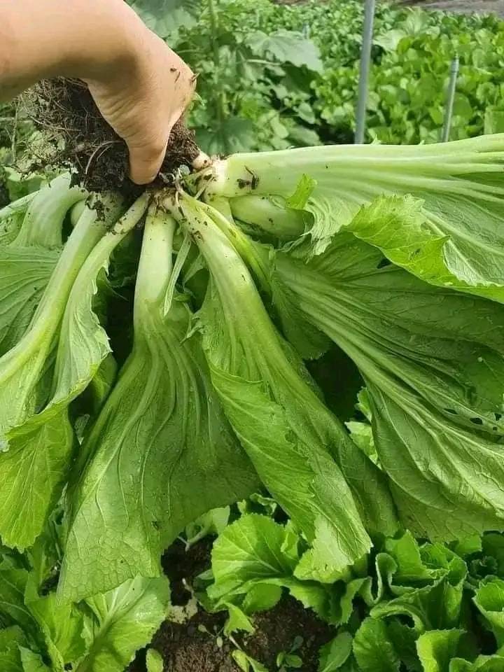 Hạt giống rau cải bẹ dưa muối