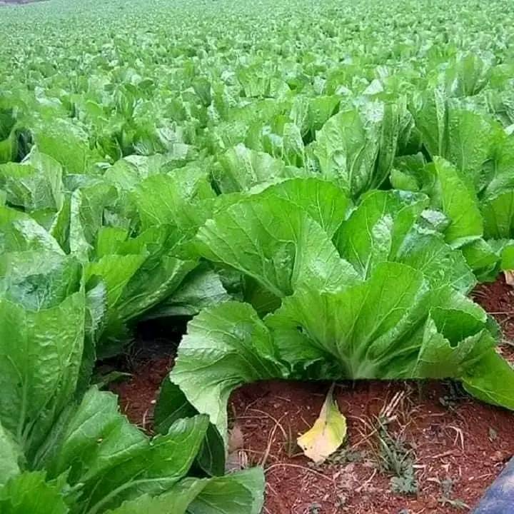 Hạt giống rau cải bẹ dưa muối