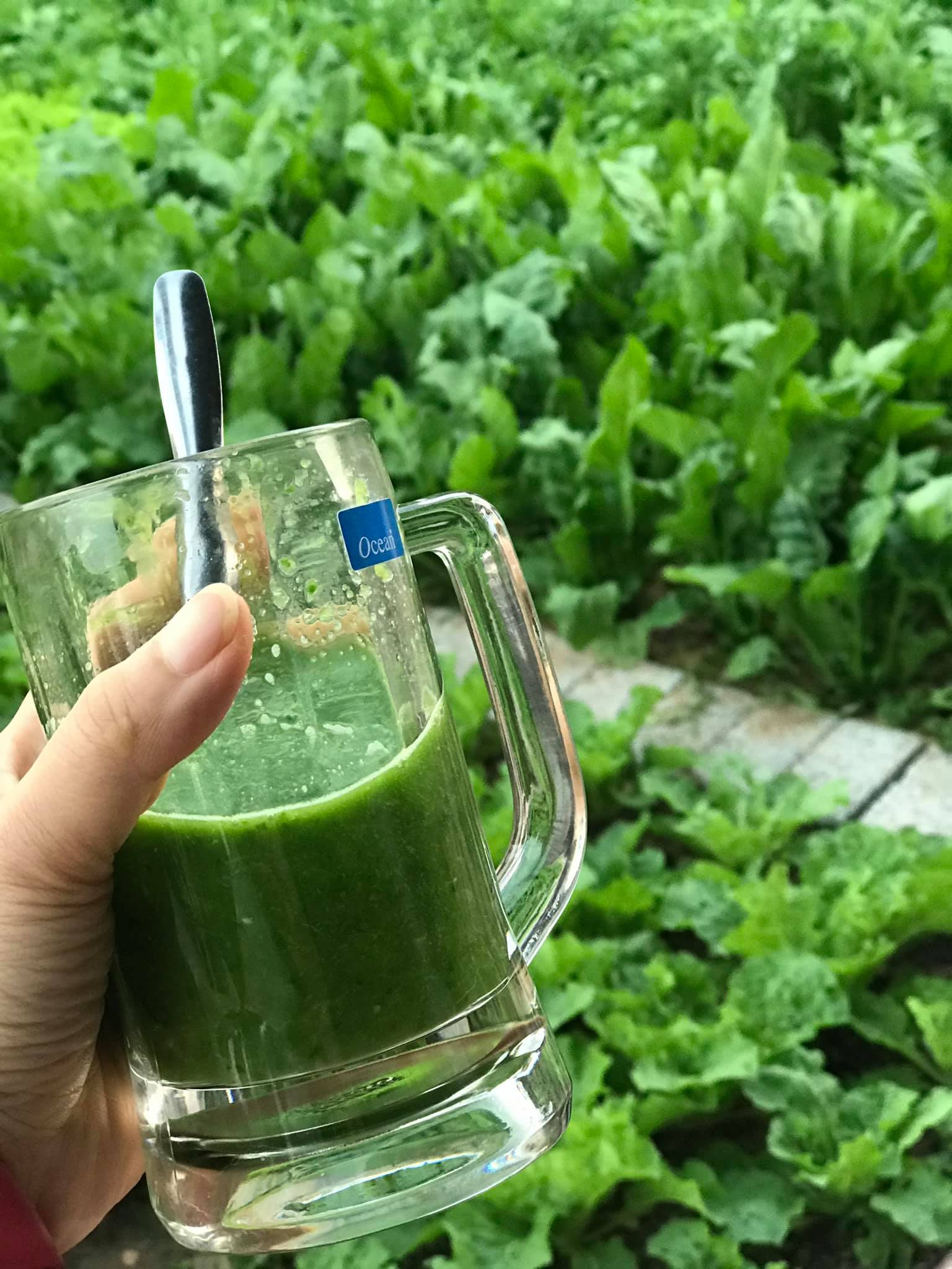 Hạt giống rau cải bó xôi gói 2gr