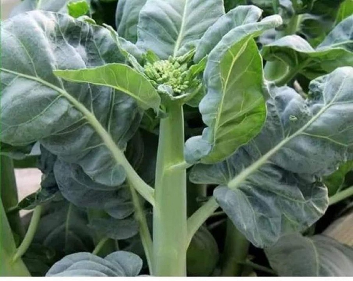 COMBO HẠT GIỐNG 10 LOẠI RAU CẢI – HẠT GIỐNG RAU SẠCH TRỒNG TẠI NHÀ TỶ LỆ NẢY MẦM CAO DỄ TRỒNG THU HOẠCH NHANH