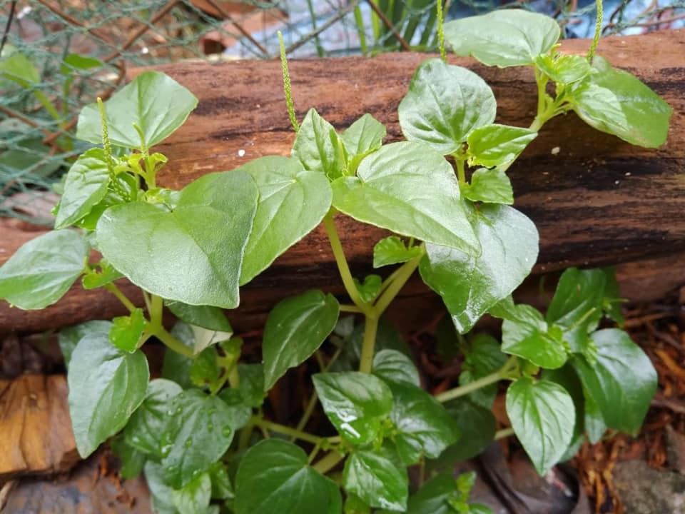 Hạt Giống Rau Càng Cua Chất Lượng Cao