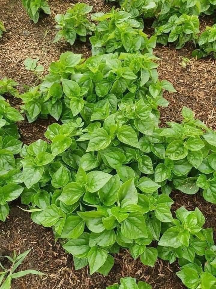 Hạt Giống Rau Càng Cua Chất Lượng Cao