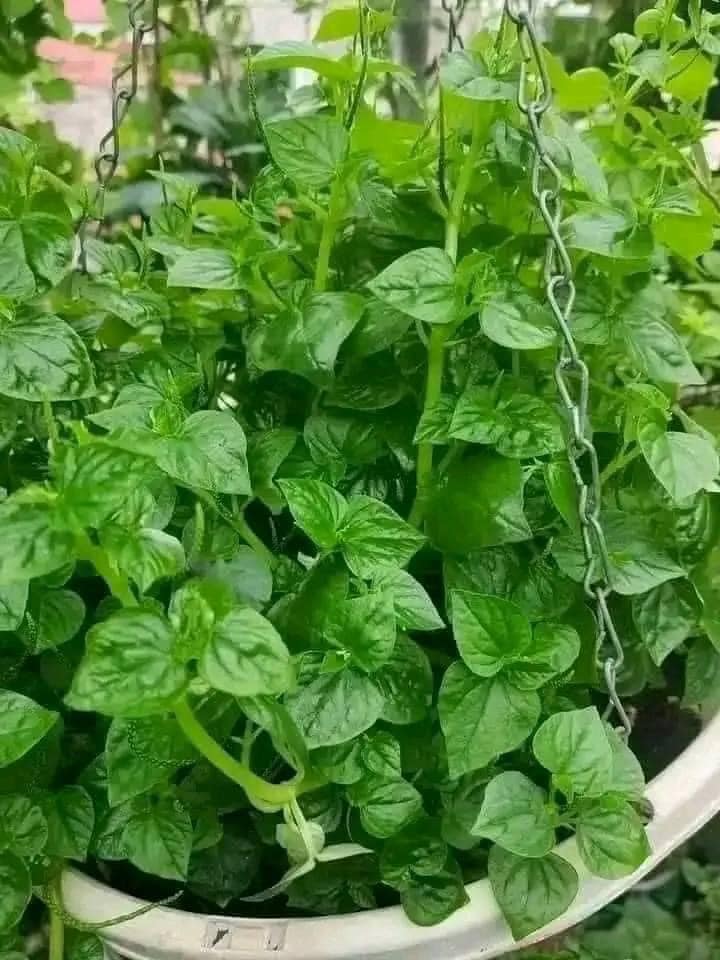 Hạt Giống Rau Càng Cua Chất Lượng Cao