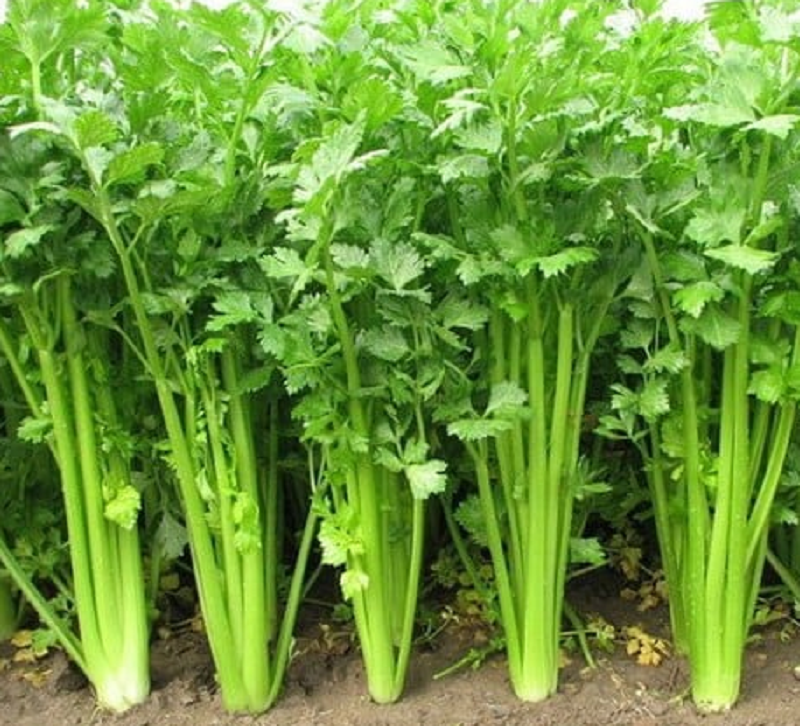 Hạt giống Rau cần tây Ngọt Giòn chất lượng cao