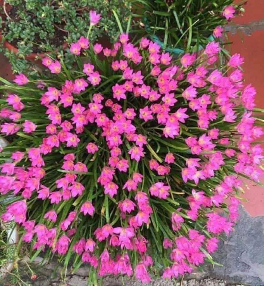 Củ Giống Hoa Huệ Mưa Chất Lượng Cao