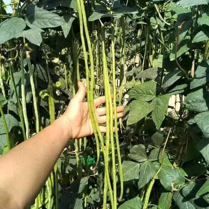 Hạt giống đậu đũa năng suất cao gói 20gr