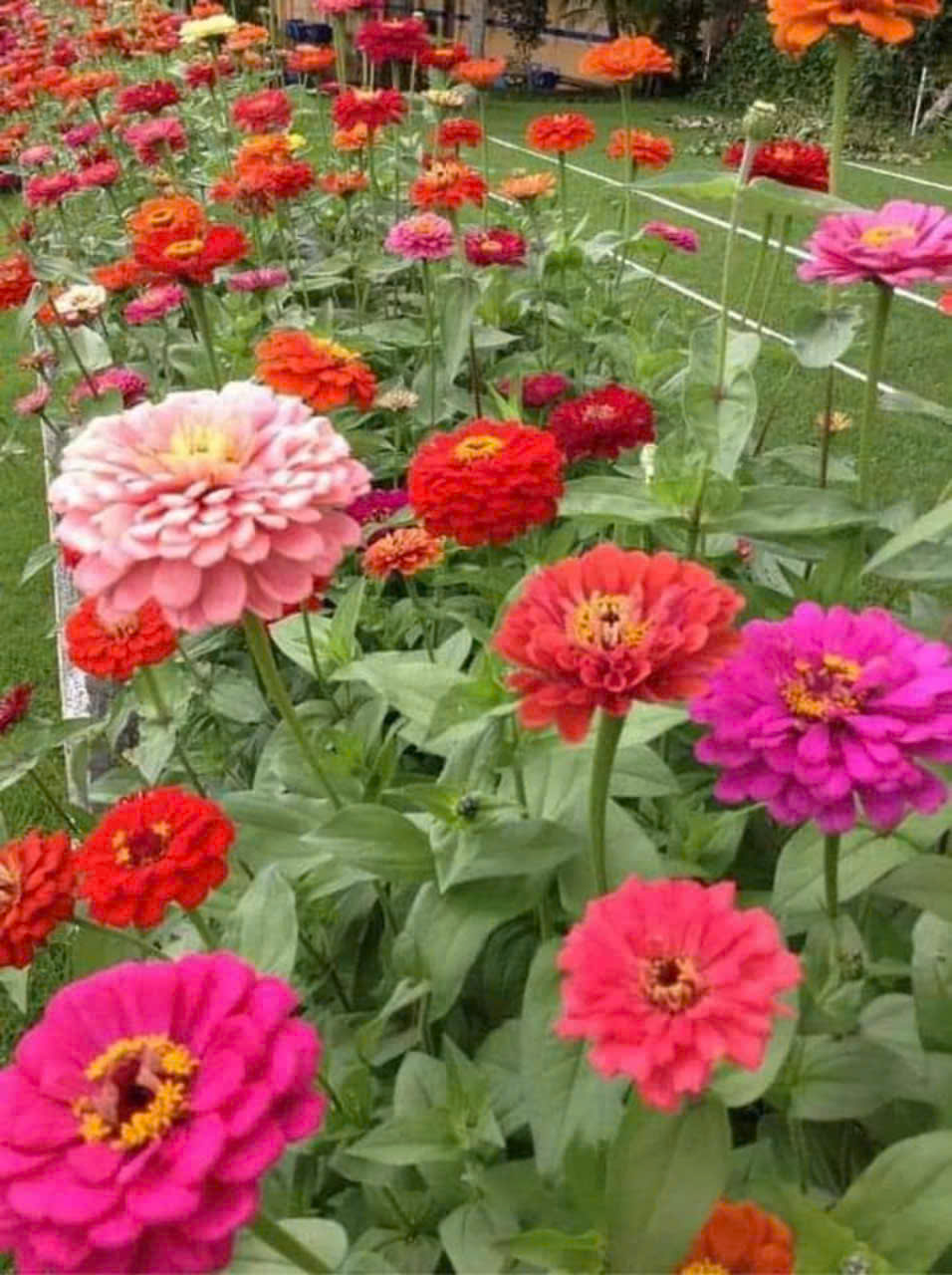 Hạt giống hoa Cúc lá Nhám gói to 2500 hạt