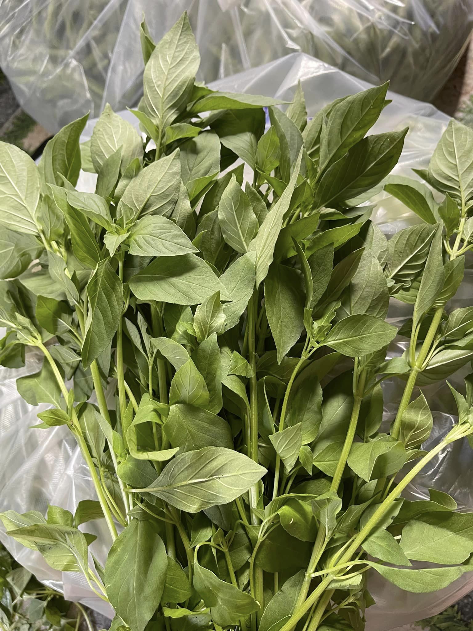 Hạt giống lá é chất lượng Phú Yên gói 100gr