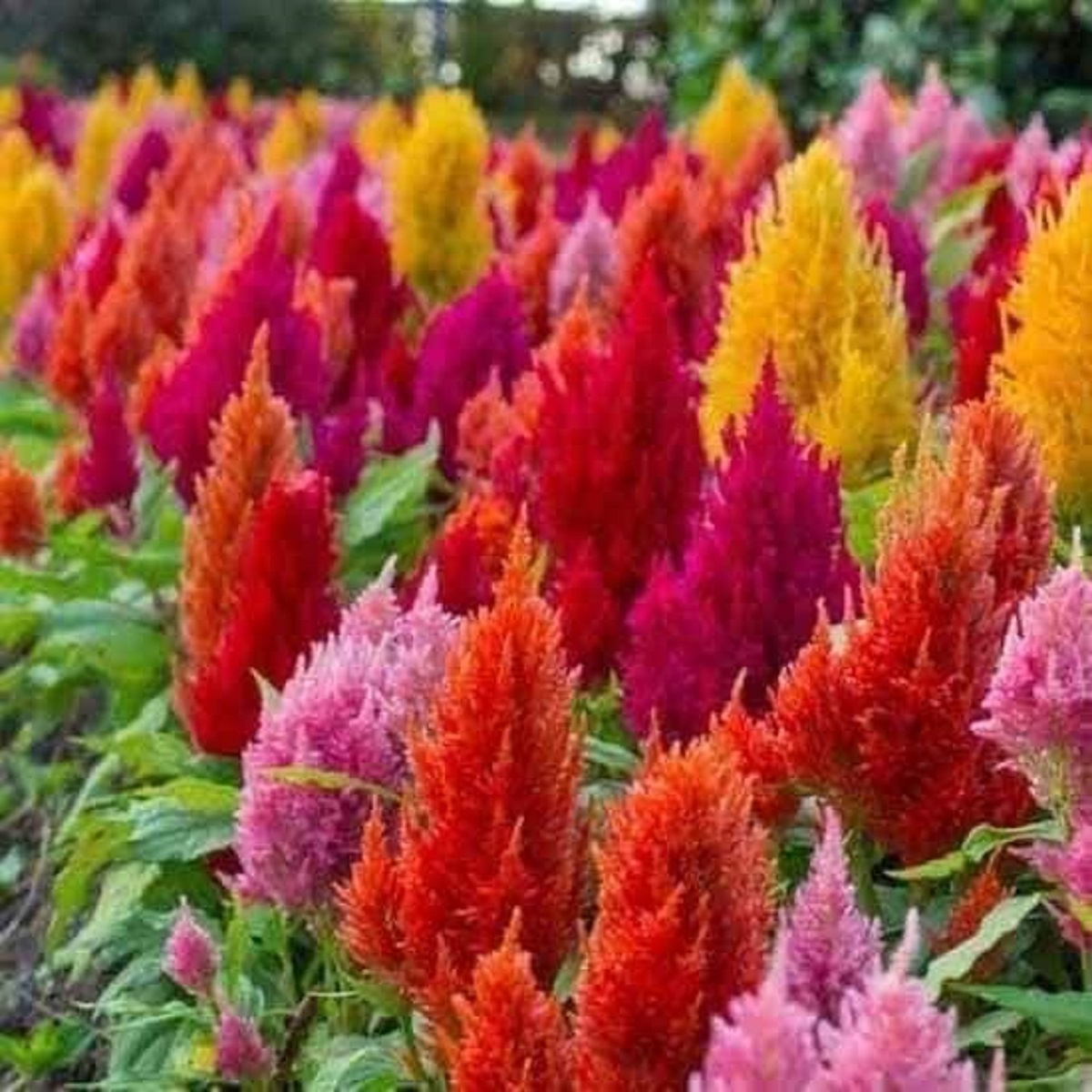 Hạt giống hoa Mào Gà Đuôi Phụng đẹp dễ trồng quanh năm gói 200 hạt