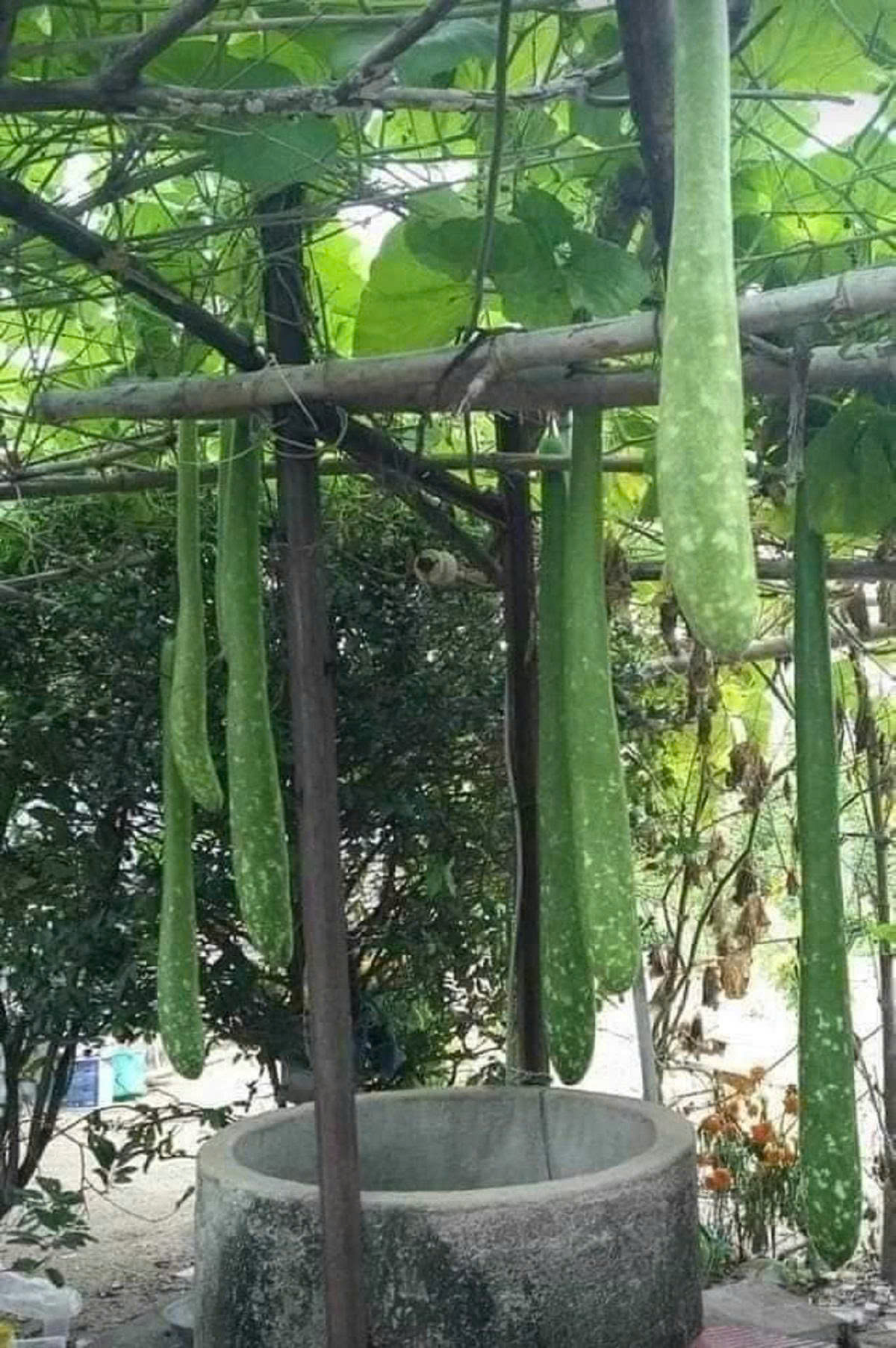 Hạt giống bầu sao trái dài năng suất cao