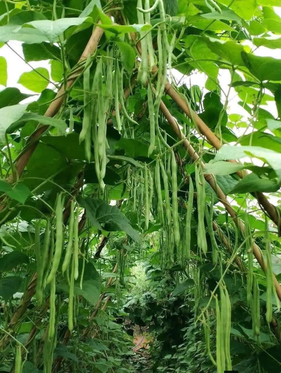 Hạt giống đậu cove leo tứ quý  quả dày hạt nâu gói 50gr