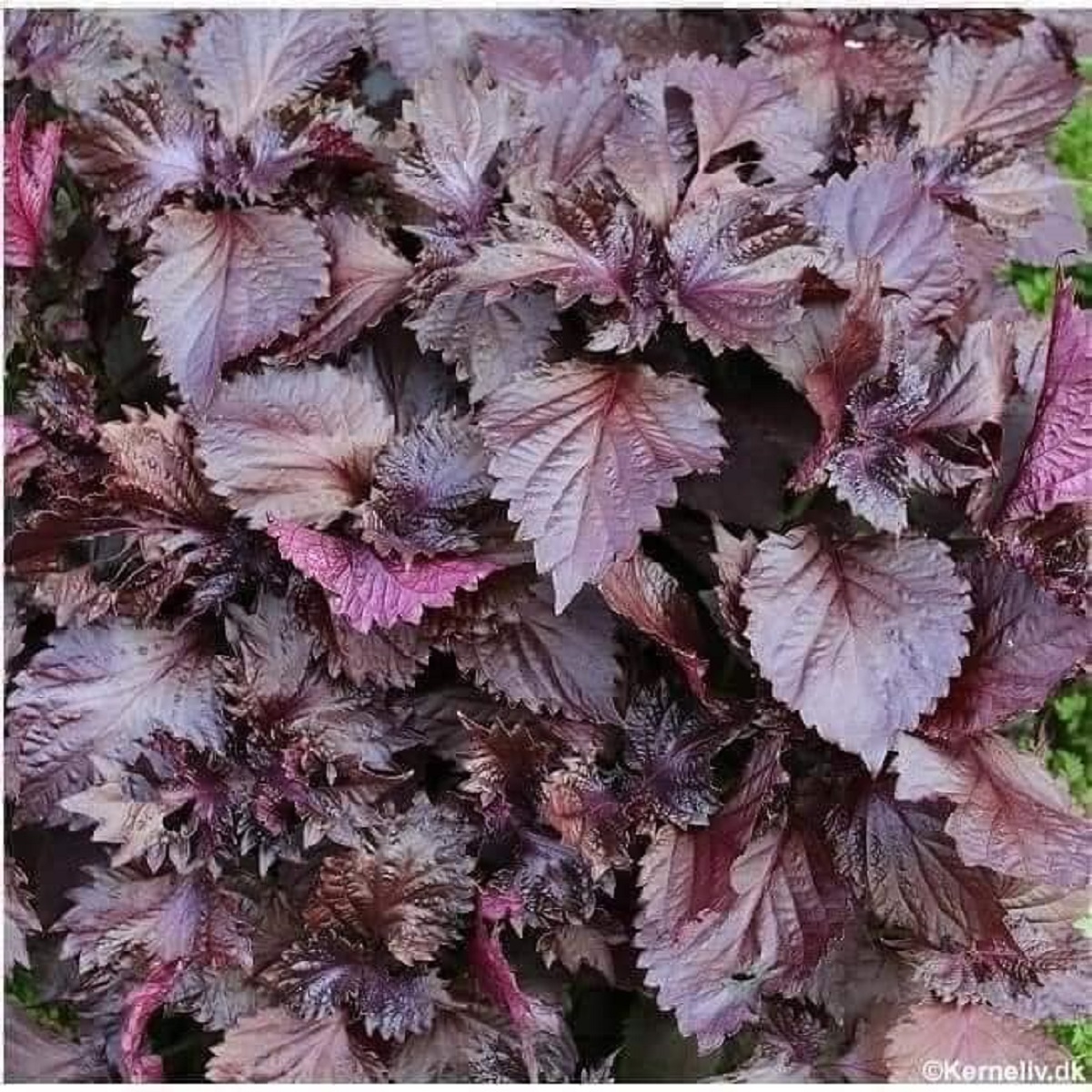 Combo 6 Hạt giống rau thơm, rau gia vị gồm: hũng quế, hũng lũi, tia tô, kinh dưới, rau mùi (ngò rí), Mùi tàu (ngò gai)