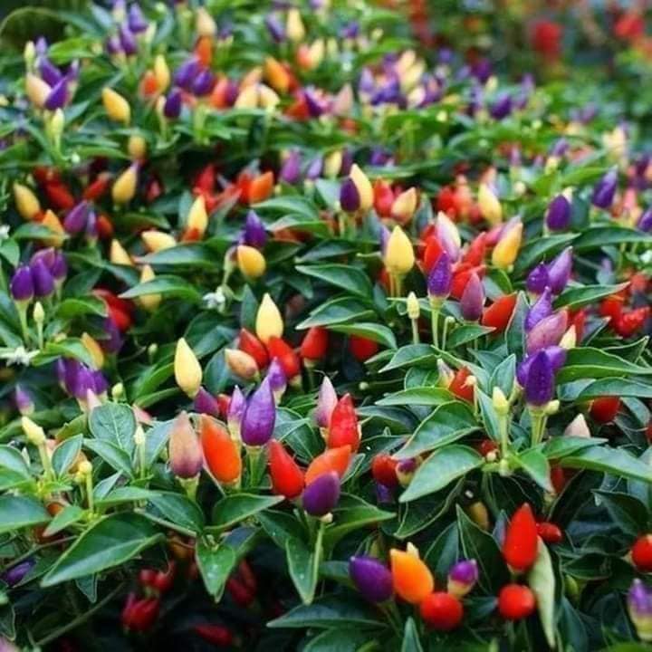 Hạt Giống Ớt ngũ sắc Chỉ Thiên