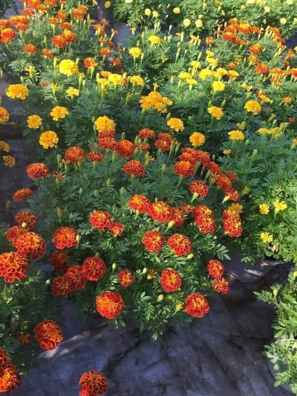 Hạt Giống Hoa Cúc Vạn Thọ Ban Mai kép viền vàng gói 300 hạt