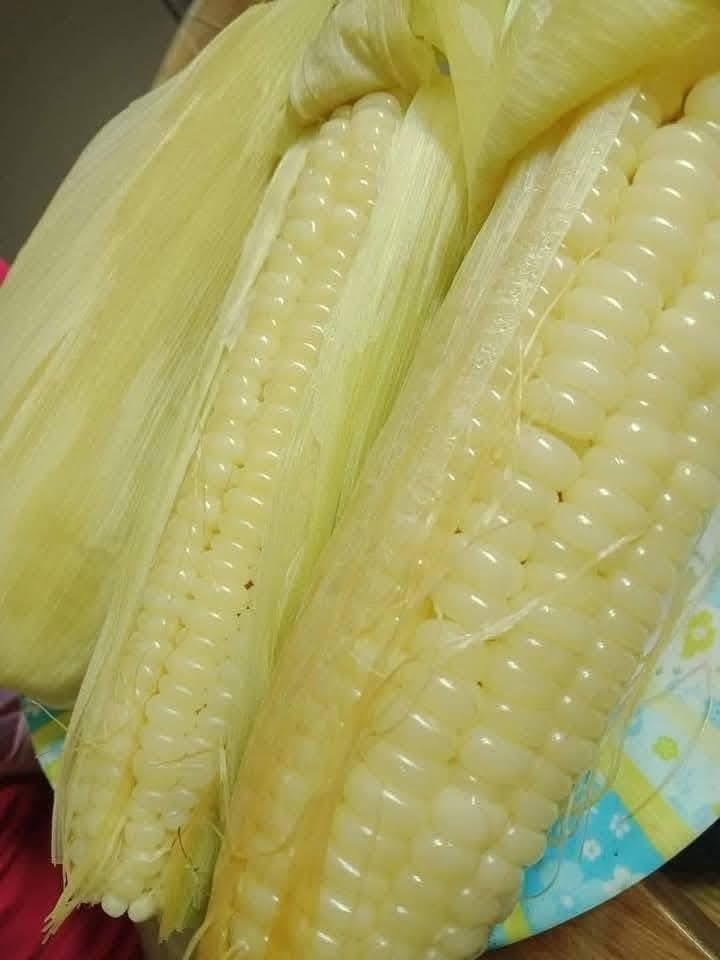 Hạt giống Ngô, bắp  Nếp Lai HN 88 Mới Dẻo Ngọt Bông To gói 500gr