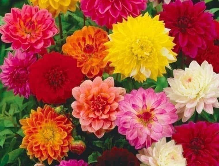 Hạt giống hoa Thược Dược nhiều màu 10gr