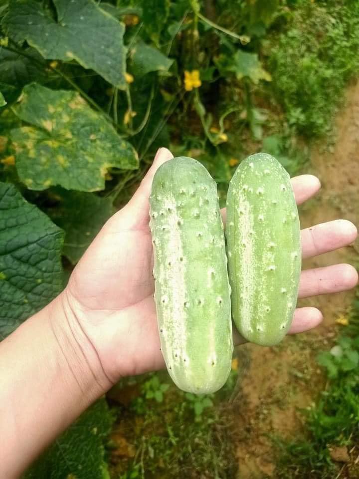 Hạt giống dưa chuột nếp gai thơm ngon
