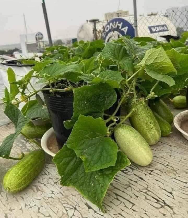 Hạt giống dưa chuột cho mèo