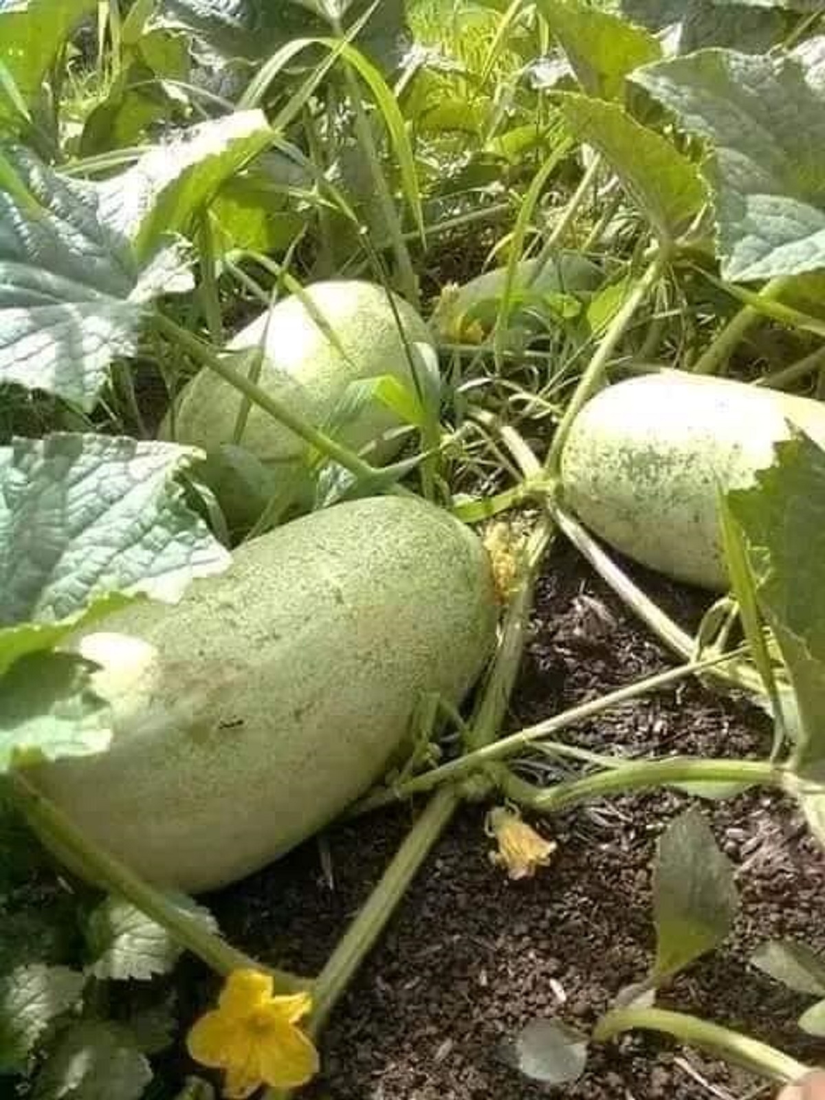 Hạt giống dưa chuột cho mèo