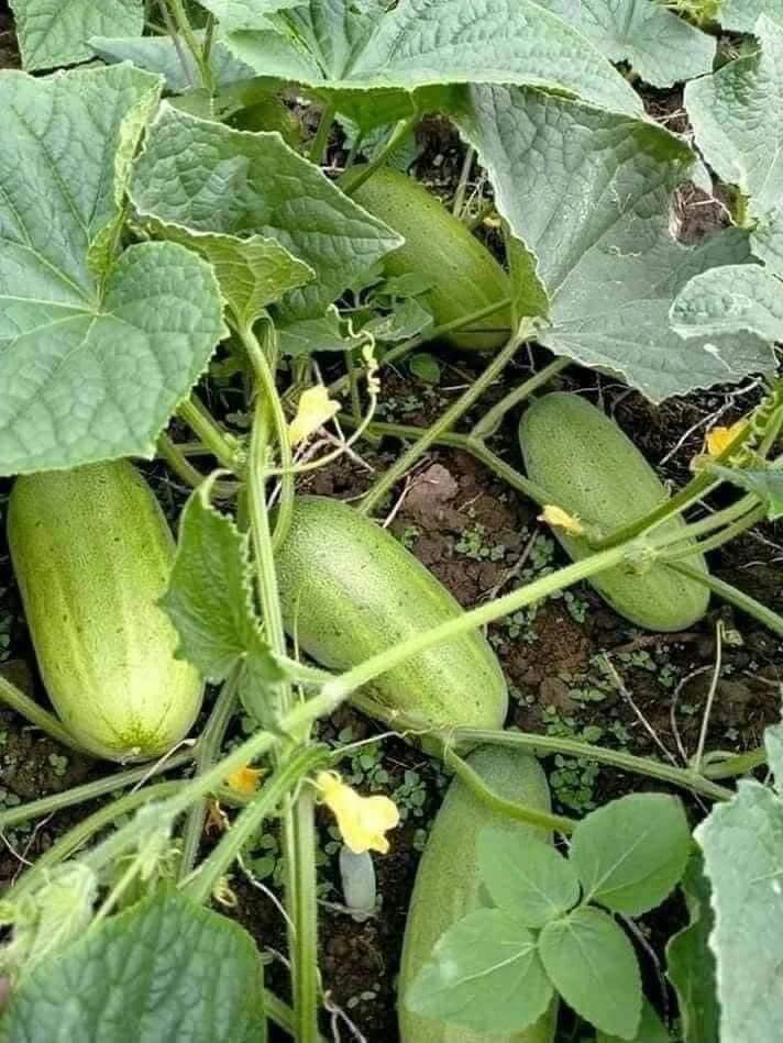 Hạt giống dưa chuột cho mèo