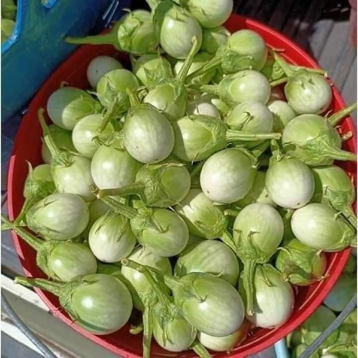 Combo hạt giống 5 loại cà gồm; Cà pháo Thái lan, Cà Pháo tím, Cà pháo trắng, cà dừa xanh, cà dừa tím