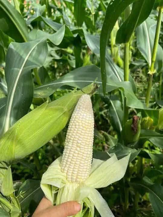 Hạt giống Ngô, bắp  Nếp Lai HN 88 Mới Dẻo Ngọt Bông To gói 500gr