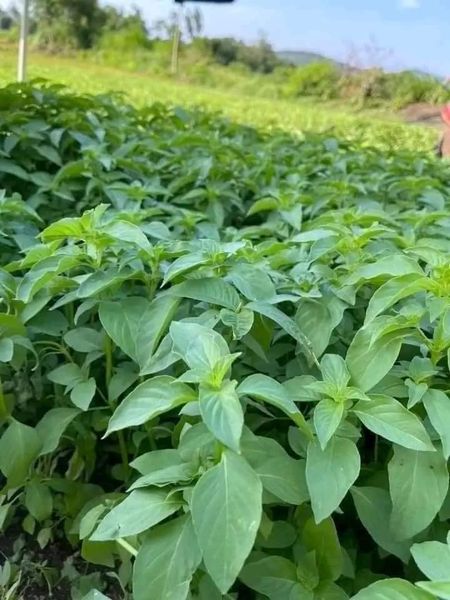 Hạt giống lá é chất lượng Phú Yên gói 2gr