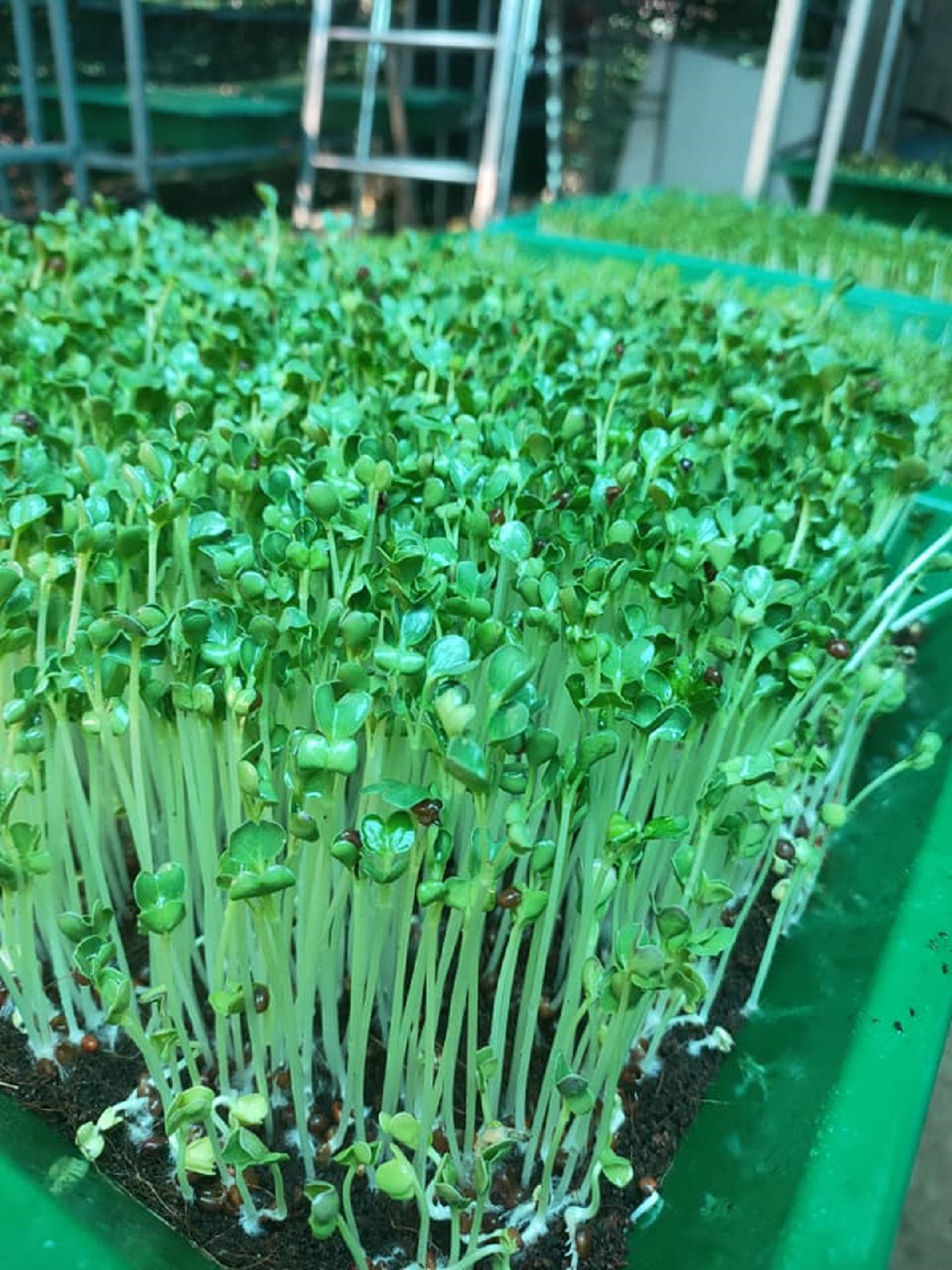 Hạt giống rau cải mầm chất lượng cao gói 1kg