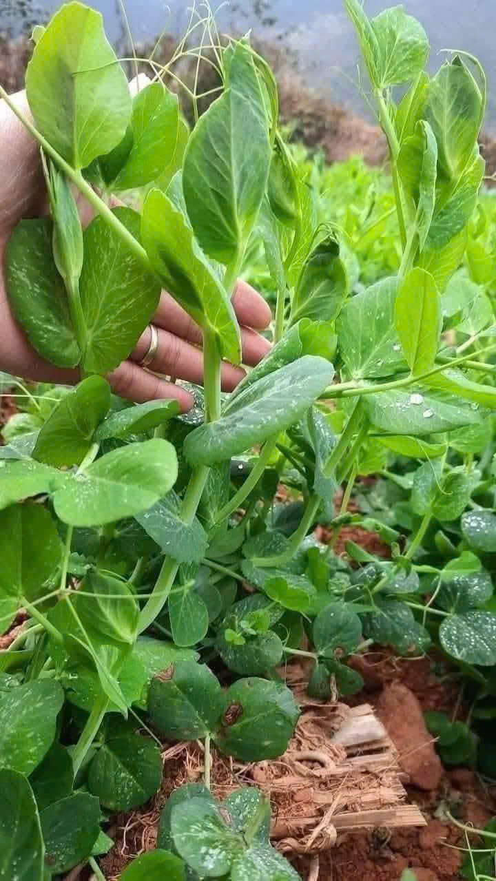 500g Hạt rau mầm đậu Hà Lan hàng chuẩn làm rau mầm/nấu sữa