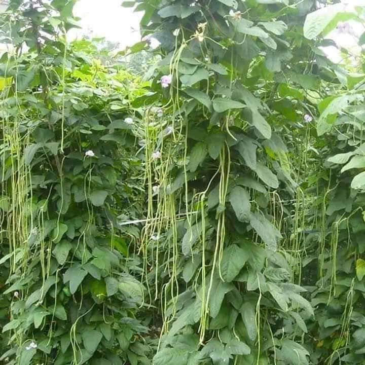 Hạt giống đậu đũa năng suất cao gói 20gr