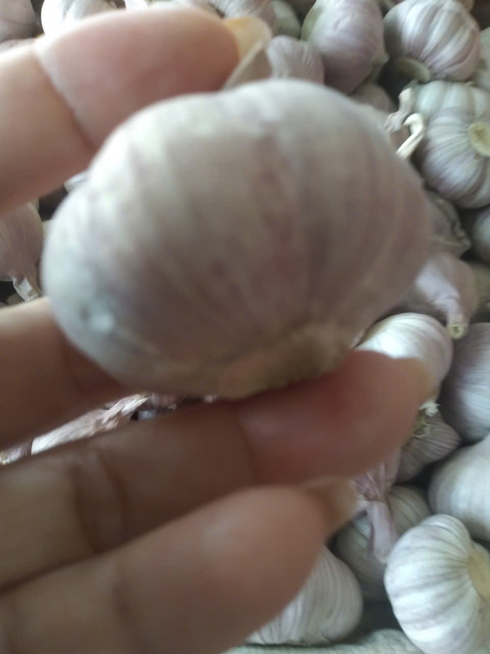 Tỏi Tím chọn nhặt từng củ chắc mẩy