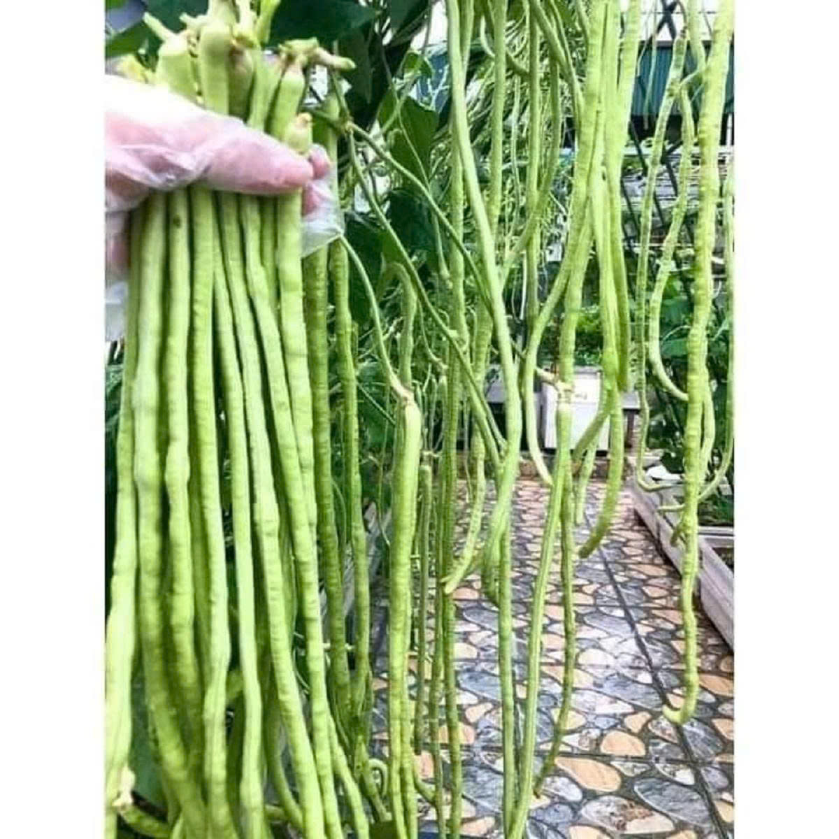 Hạt giống đậu đũa năng suất cao gói 20gr