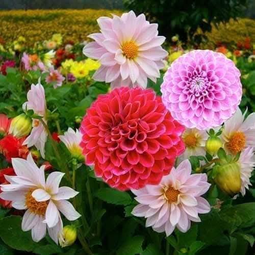 Hạt giống hoa Thược Dược nhiều màu 100 hạt