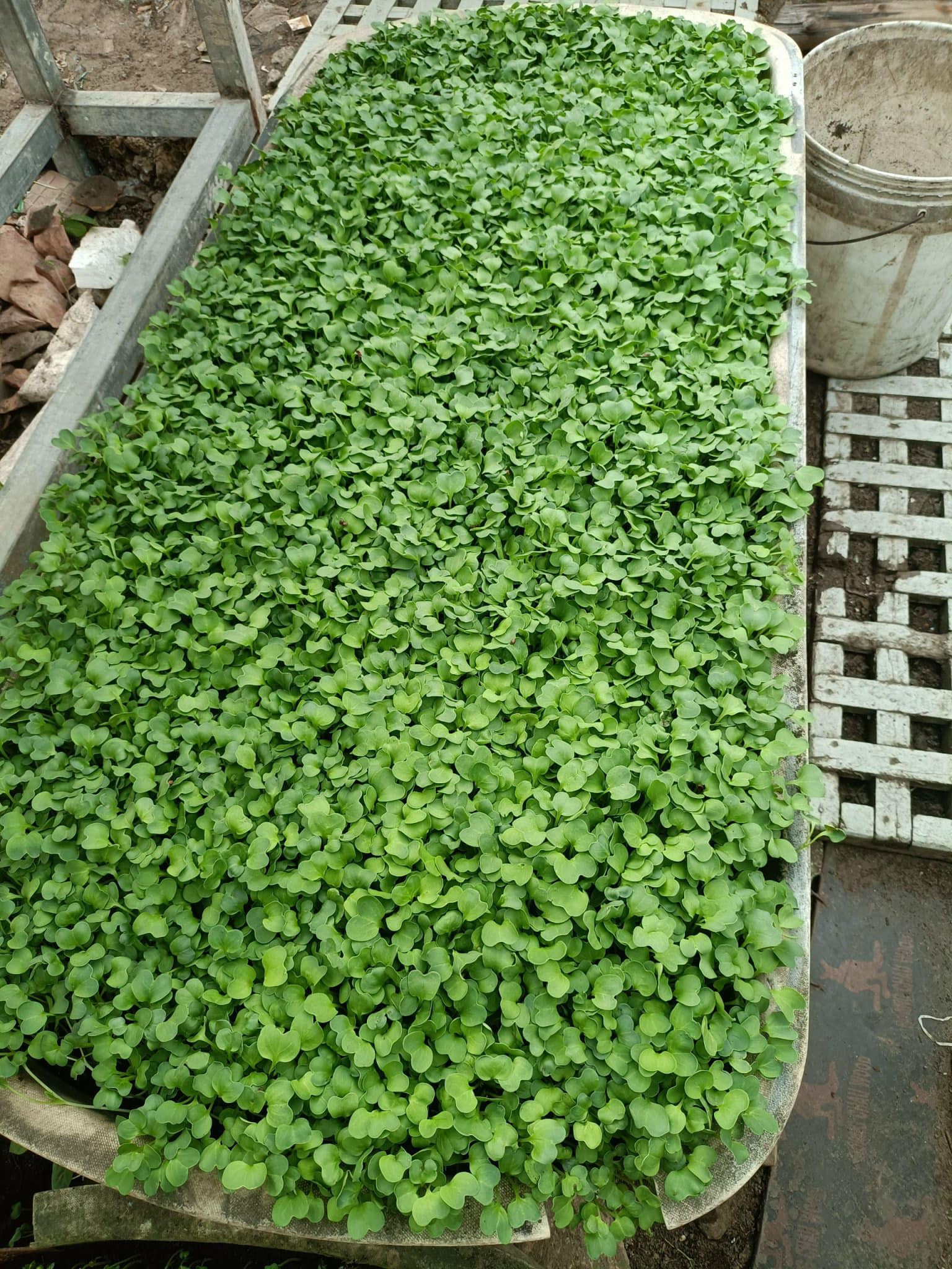 Hạt giống rau cải mầm chất lượng cao