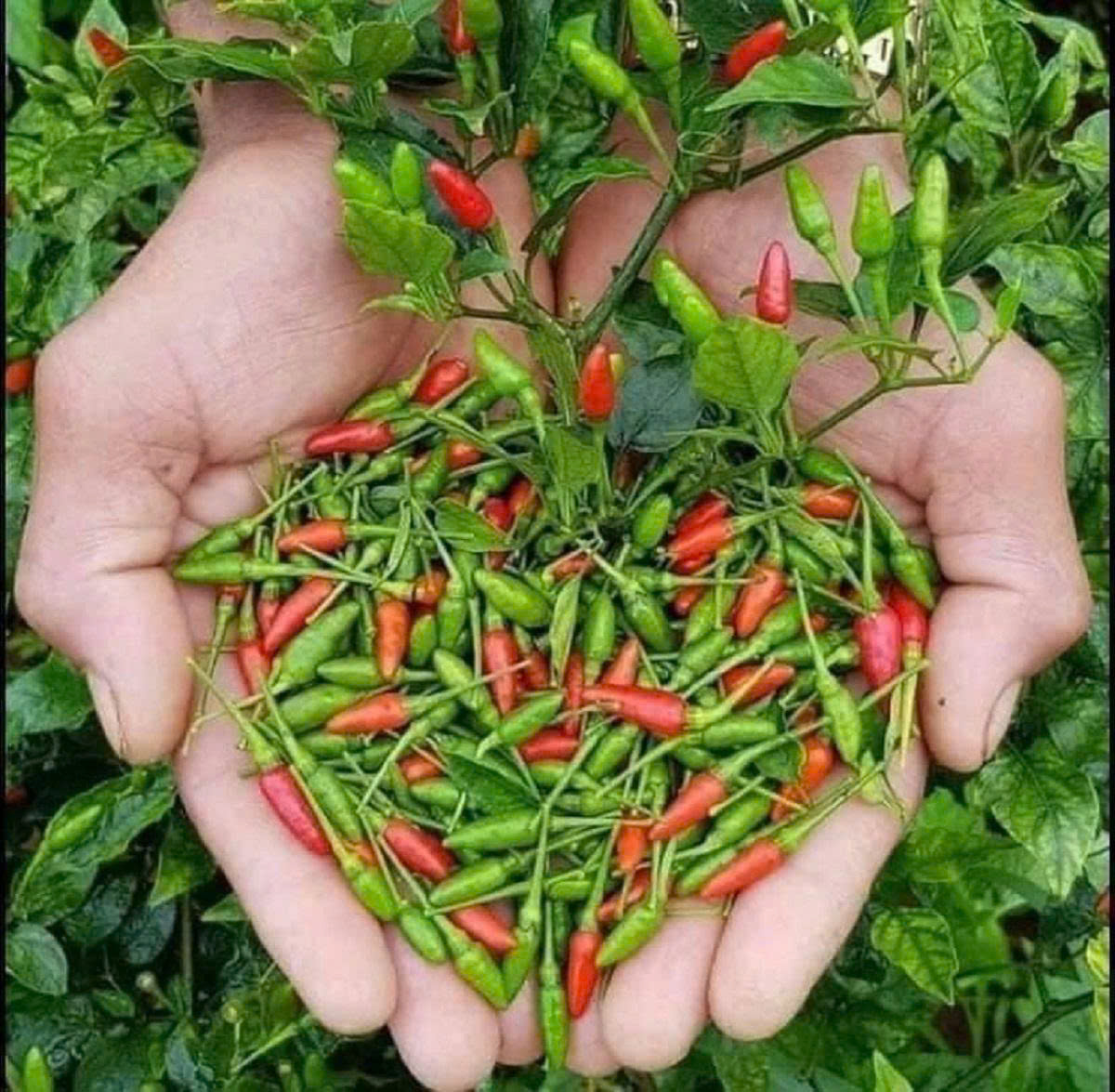 Hạt Giống Ớt Xiêm Thái Lan Cao Cấp