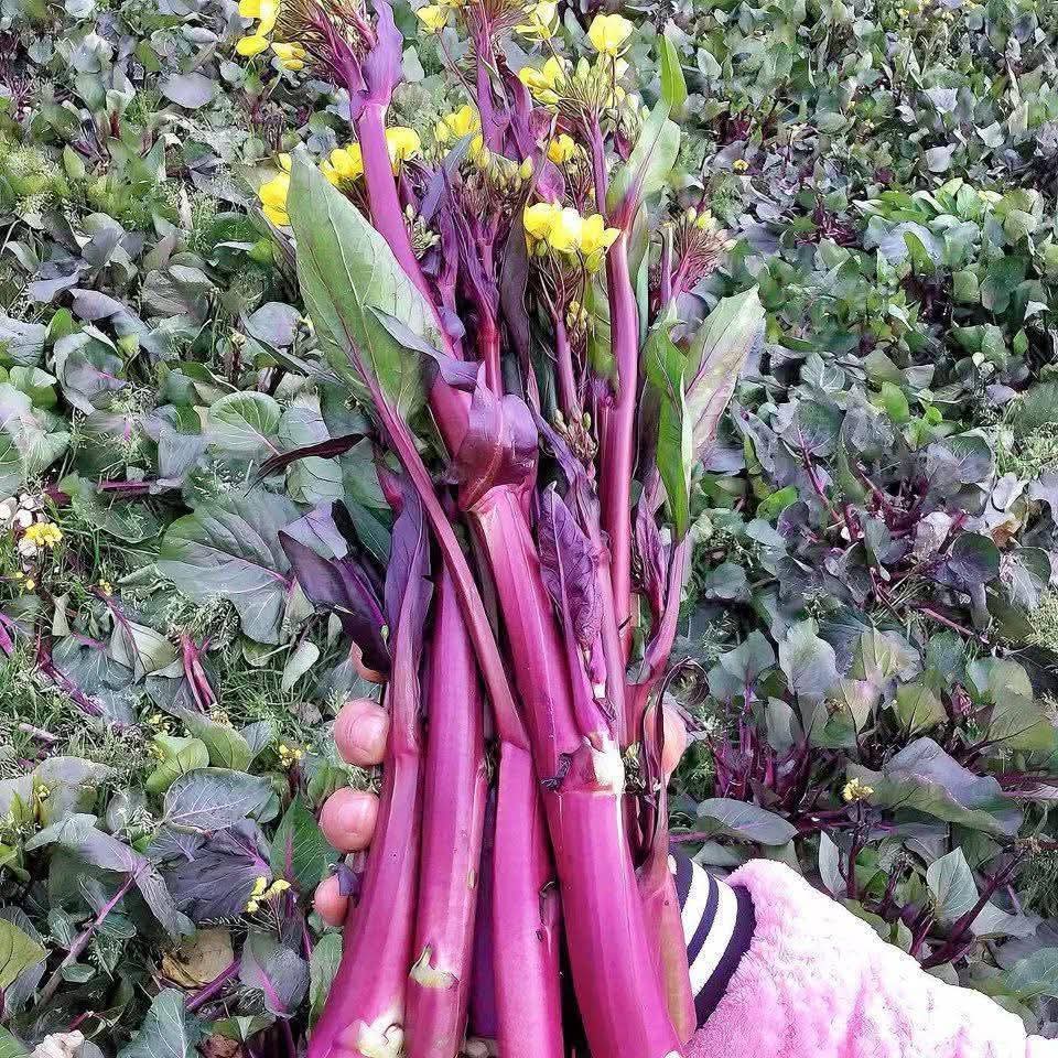 Hạt giống rau Cải ngồng ngọt đỏ (tím) thu hoạch lâu nhiều lần gói 5gr