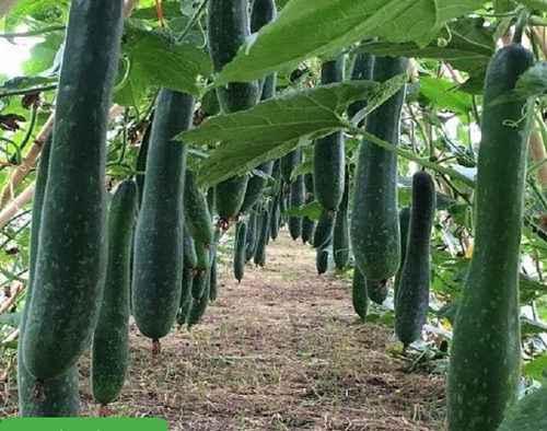 COMBO HẠT GIỐNG 8 LOẠI BẦU – BÍ – MƯỚP DỄ TRỒNG TỶ LỆ NẢY MẦM CAO – SIÊU SAI TRÁI – DỄ CHĂM SÓC