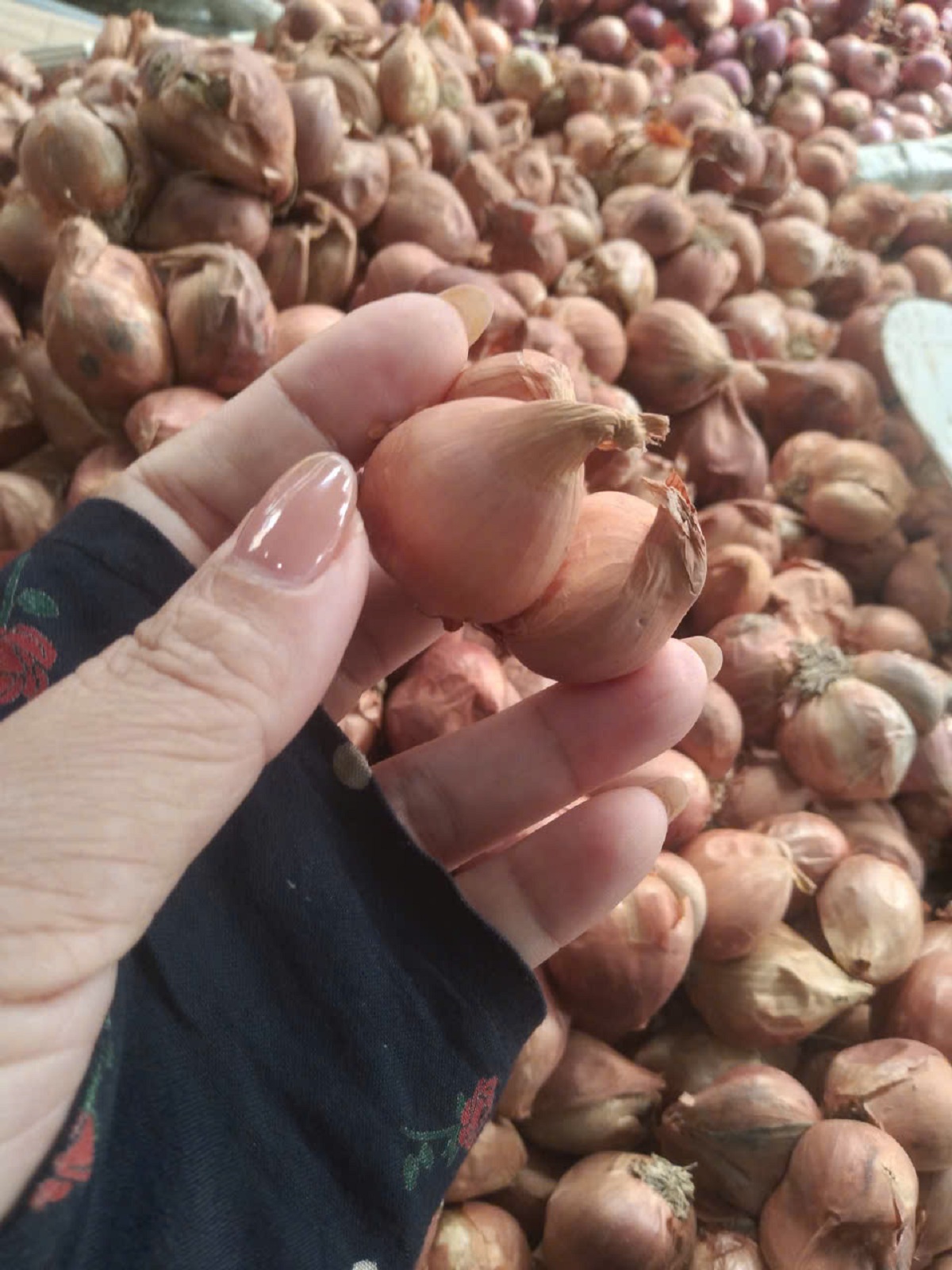 Hành ta chọn nhặt chắc mẩy từng củ