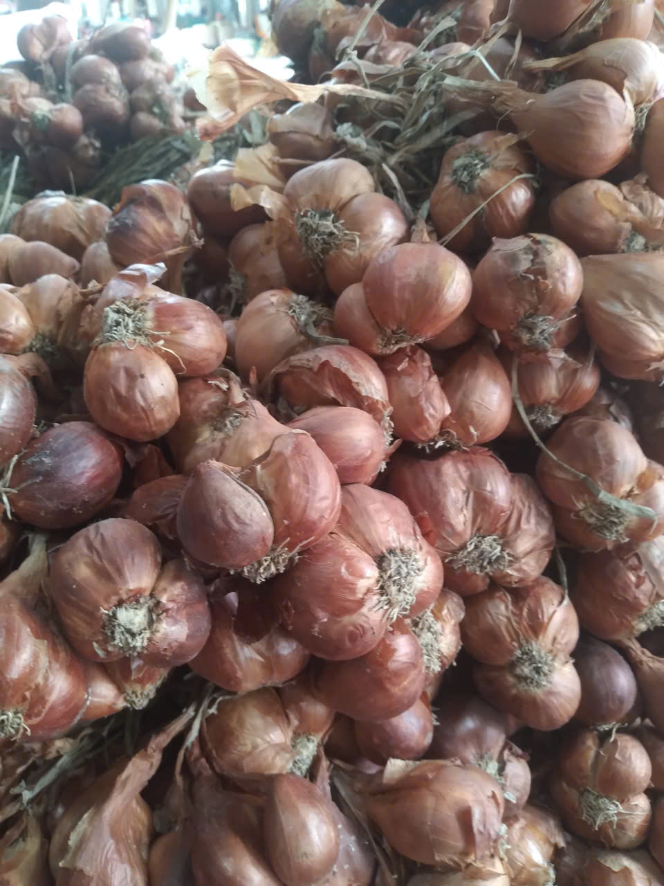 Hành ta chọn nhặt chắc mẩy từng củ