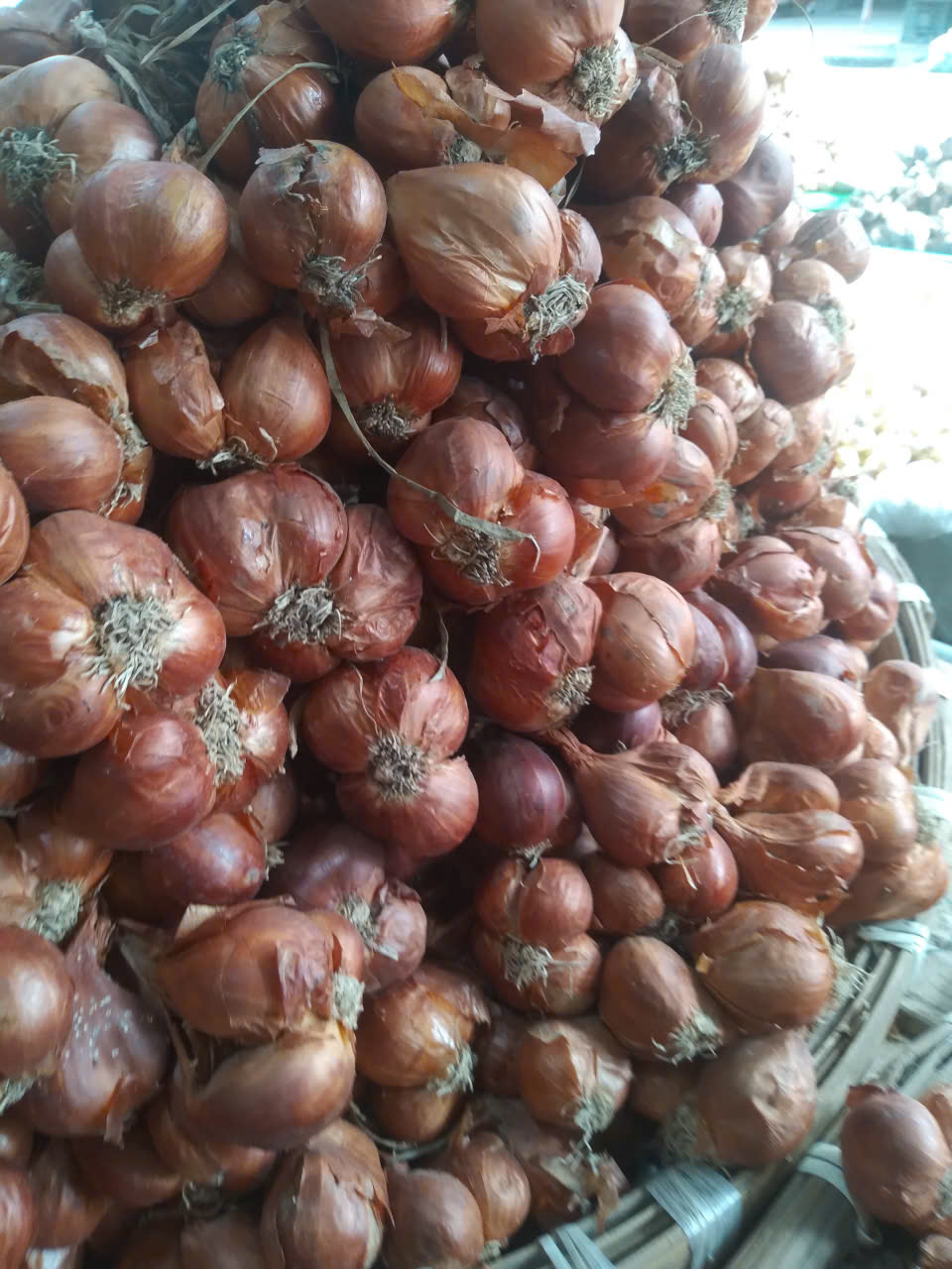 Hành ta chọn nhặt chắc mẩy từng củ