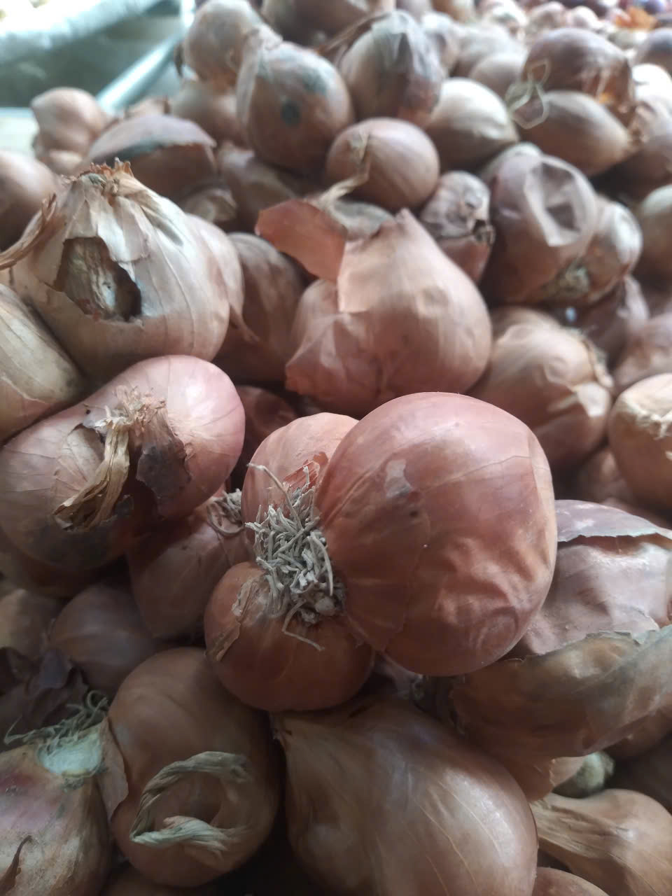 Hành ta chọn nhặt chắc mẩy từng củ