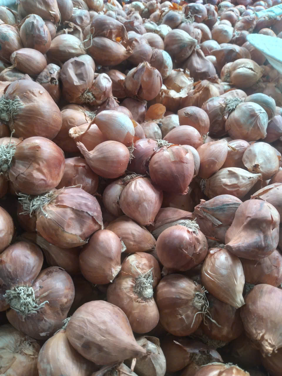 Hành ta chọn nhặt chắc mẩy từng củ