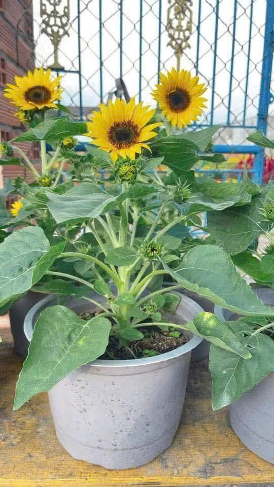 Hạt giống Hướng Dương lùn (cao40-50cm) trồng chậu đẹp dễ trồng quanh năm gói 50 hạt