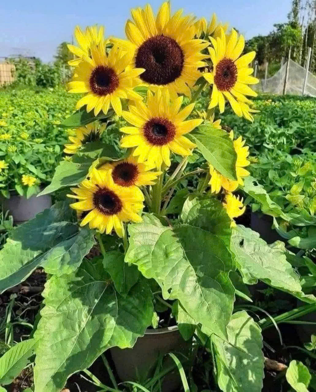 Hạt giống Hướng Dương lùn (cao40-50cm) trồng chậu đẹp dễ trồng quanh năm gói 50 hạt