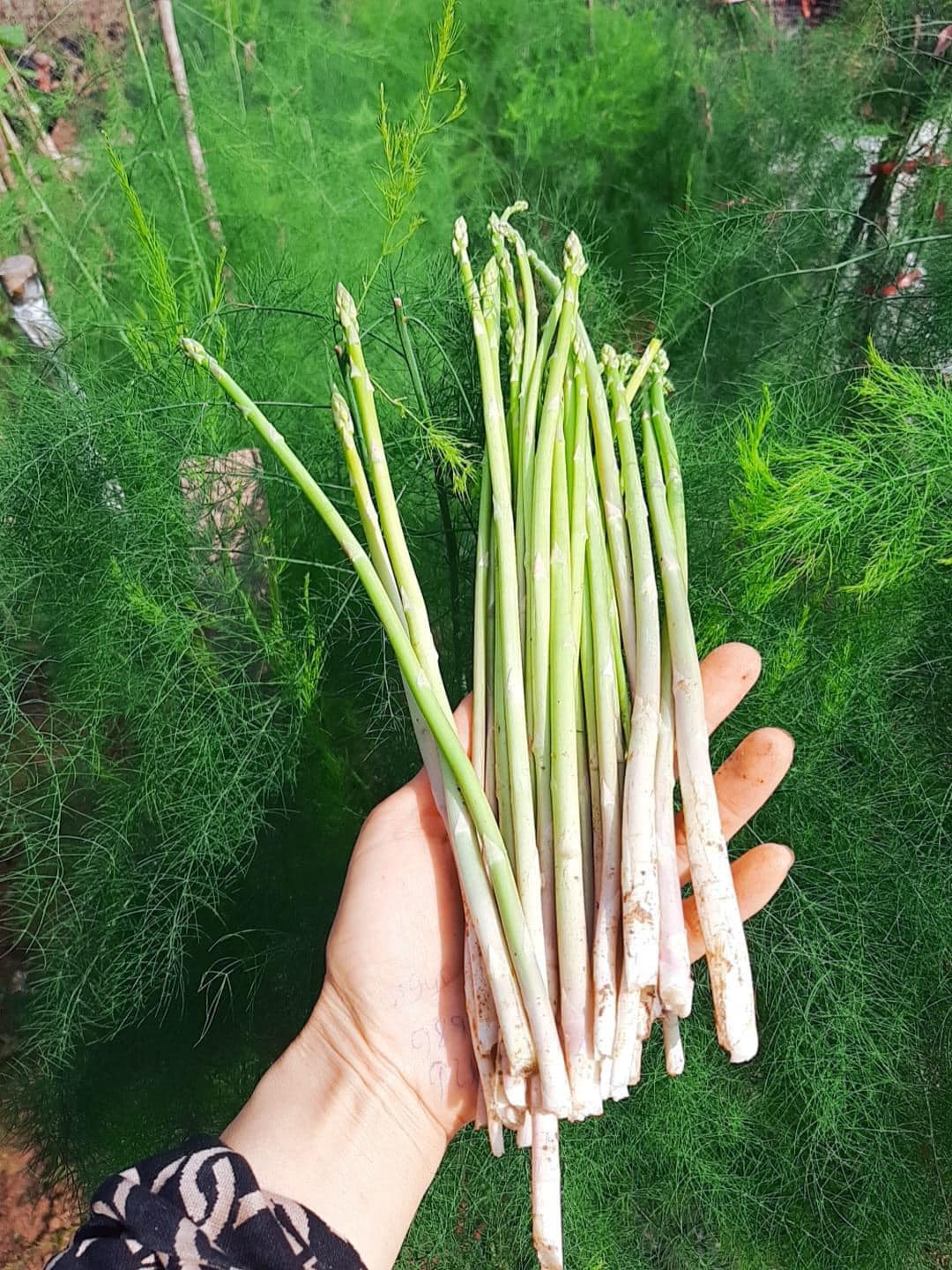 Hạt giống Măng Tây Xanh Mỹ chất lượng cao gói 30 hạt